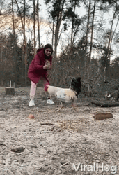 Feeding Chicken Run GIF