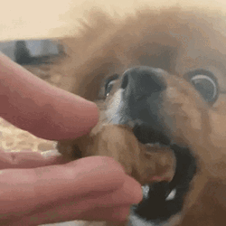 Feeding Chow Dog GIF