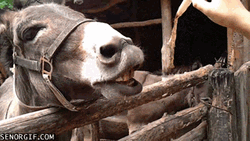 Feeding Farm Donkey GIF