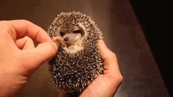 Feeding Little Hedgehog GIF