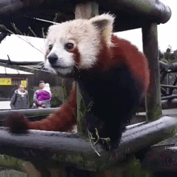 Feeding Red Panda GIF