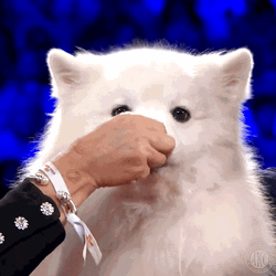 Feeding Samoyed During Show GIF