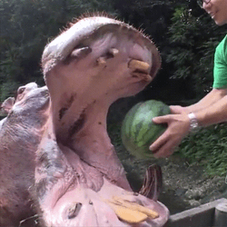 Feeding Watermelon Hungry Giant Hippo GIF