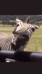 Feeding Zebra Wide Mouth GIF