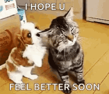 Feel Better Cat GIF