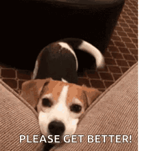 Feel Better Dog Wagging Tail GIF