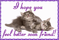 Feel Better Soon Kitties GIF