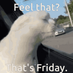 Feel That Friday Cat  GIF