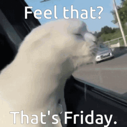 Feel That Friday Funny Cat Car GIF