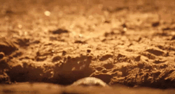 Feeling Better Cute Meerkat GIF