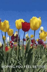 Feeling Better Tulip Flowers Art Design GIF