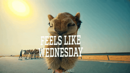Feels Like Wednesday Camel Zoom In Meme GIF