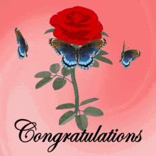 Felicidades Congratulations Red Rose Butterflies Greeting