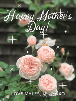 Feliz Dia De La Madres Sparkling Pink Rose GIF