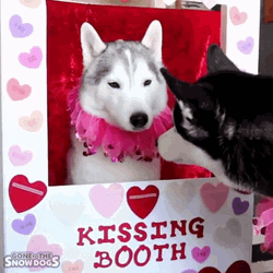 Feliz Dia De San Valentin Husky GIF