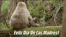 Feliz Die De Las Madres Monkey Family GIF