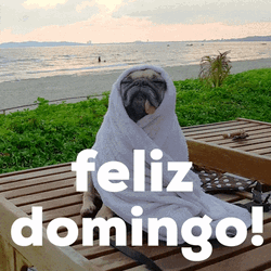 Feliz Domingo Cold Puppy On Beach GIF