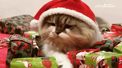 Feliz Navidad Gatos GIF
