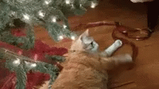 Feliz Navidad Gatos GIF