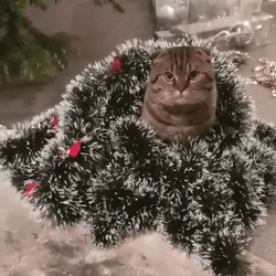 Feliz Navidad Gatos GIF