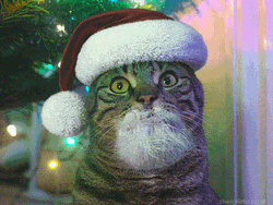 Feliz Navidad Gatos GIF