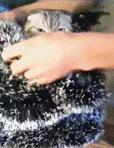 Feliz Navidad Gatos GIF