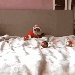 Feliz Navidad Gatos GIF