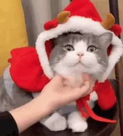 Feliz Navidad Gatos GIF