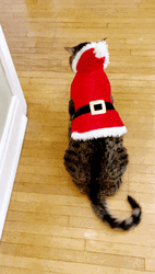 Feliz Navidad Gatos GIF
