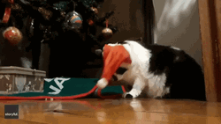 Feliz Navidad Gatos GIF