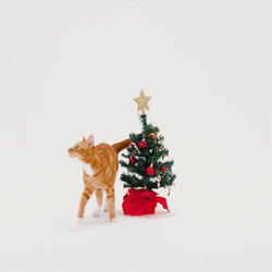Feliz Navidad Gatos GIF