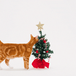 Feliz Navidad Gatos GIF