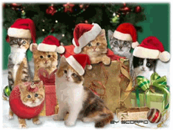 Feliz Navidad Gatos GIF