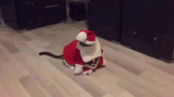 Feliz Navidad Gatos GIF