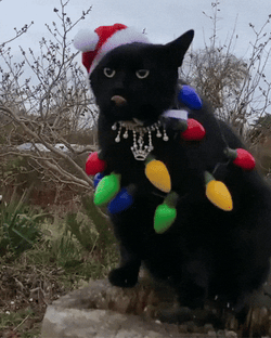 Feliz Navidad Gatos GIF