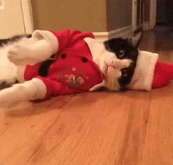 Feliz Navidad Gatos GIF
