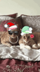 Feliz Navidad Gatos GIF