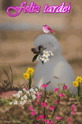 Feliz Tarde GIF