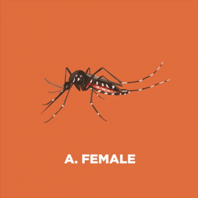 Female Mosquito On Red Background GIF