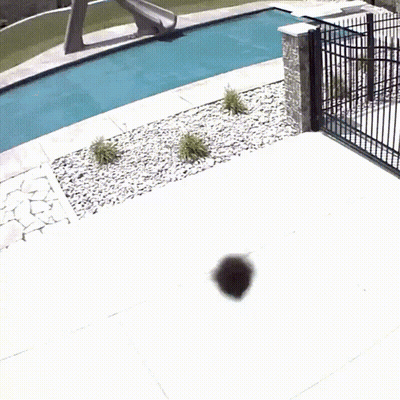 Fence Surrounding Swimming Pool With Slide GIF