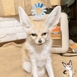 Fennec Fox Blank Stare Loading Icon GIF