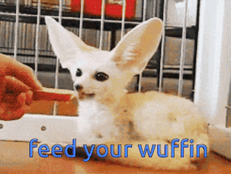 Fennec Fox Feed Your Wuffin GIF