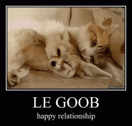 Fennec Fox Friends Grooming Each Other GIF