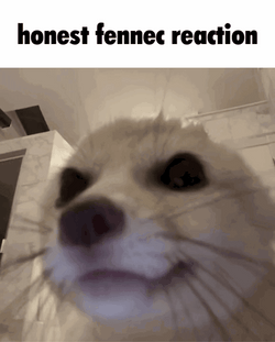 Fennec Fox Honest Reaction Meme GIF
