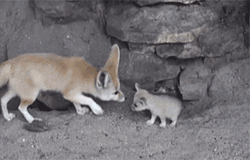 Fennec Fox Mother Kissing Baby GIF