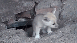 Fennec Fox Puppy Crawling Up GIF