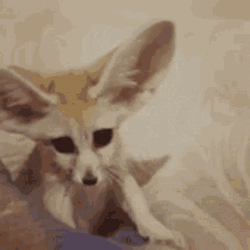 Fennec Fox Shaking Huge Ears GIF