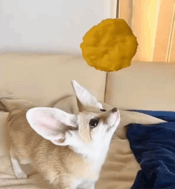 Fennec Fox Staring At Spinning Chip GIF