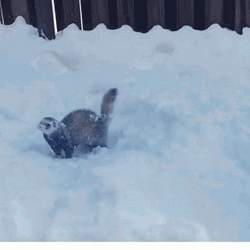 Ferret Diving In Snow