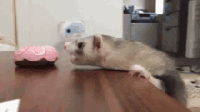Ferret Hungry For Donut GIF